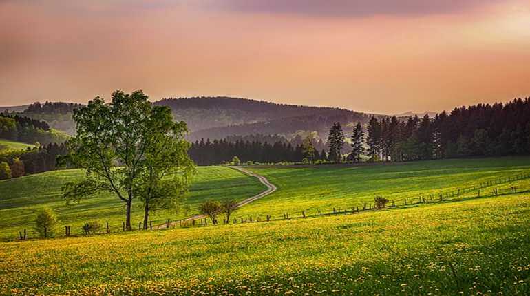 rozkvetlá louka