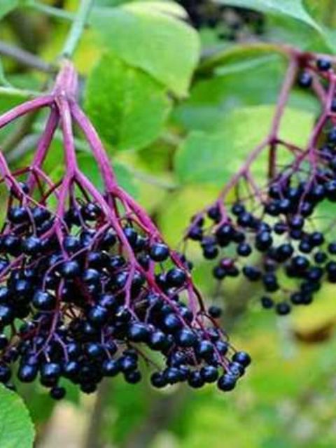 Hruškořepové chutney s černým bezem a zázvorem
