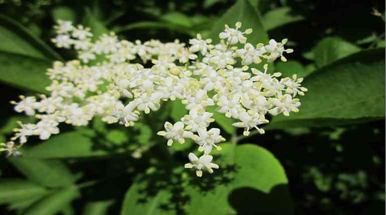 květy černého bezu-sambucus-nigra